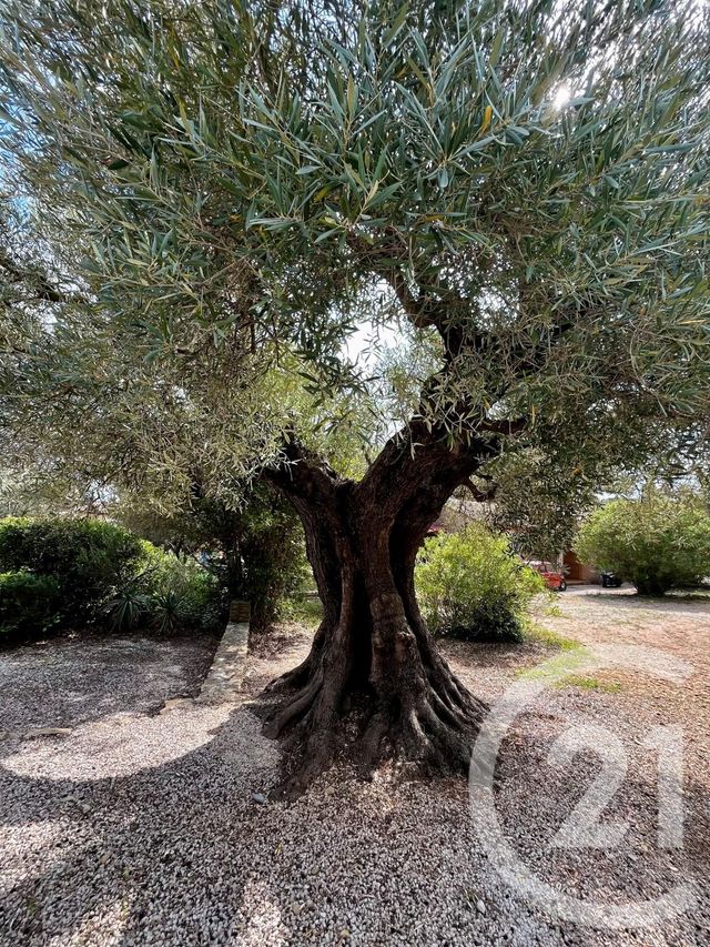 maison à vendre - 3 pièces - 60.0 m2 - LA CADIERE D AZUR - 83 - PROVENCE-ALPES-COTE-D-AZUR - Century 21 Cabinet Berenger